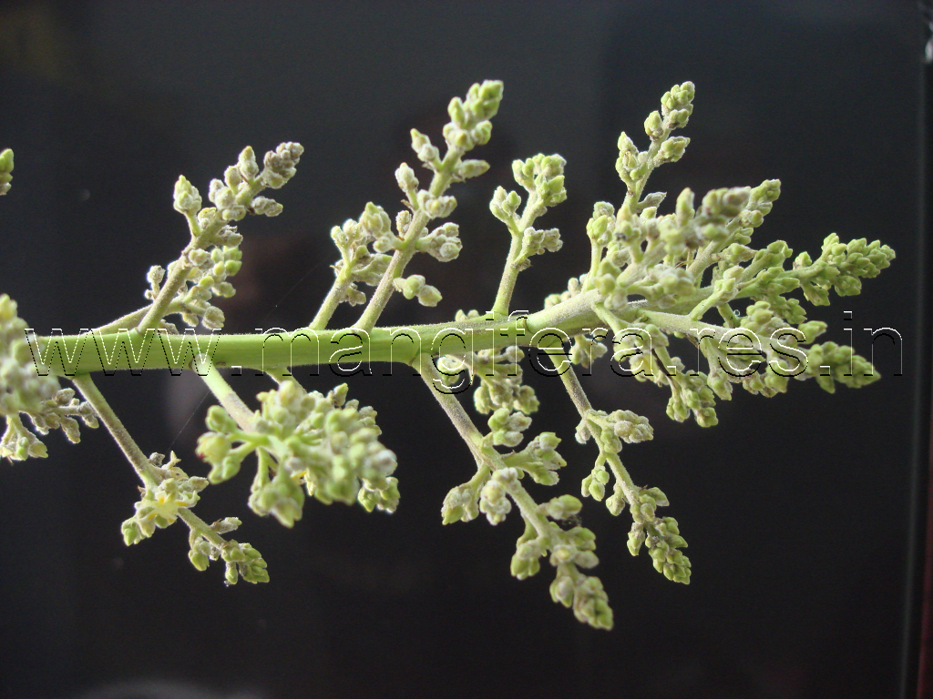 Powdery Mildew
